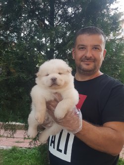 Mor Dili Chow Chow Yavruları 1