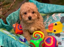 Mini Boy Toy Poodle Yavrumuz 1