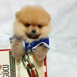 Mükemmel Kalite Pomeranian Boo Yavrularımız 5
