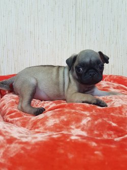Satılık Pug Mops 2