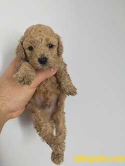 EV DOĞUMU POODLE YAVRULAR 1