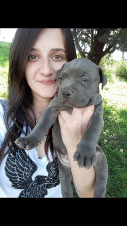 Muhteşem Cane Corso Yavruları 1