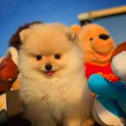 Beyaz PomeranianBoo Yavrularımızdan 4