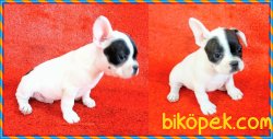 FRENCH BULLDOG YAVRULAR İZMİR 3