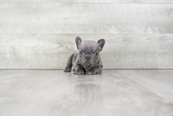 Blue French Bulldog Yavruları 2