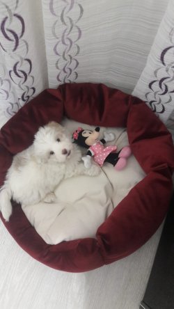 5 Aylık Maltese Terrier 0 Numara Tuvalet Egitimli 1