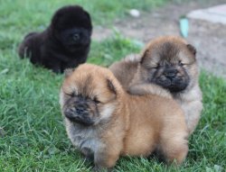 Kızıl Chow Chow Çin Aslanı Yavruları 1