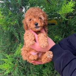 SAFKAN RED TOY POODLE YAVRULAR 2