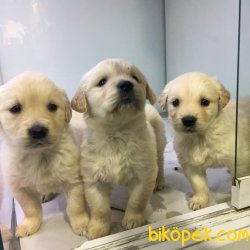 BEBEK YÜZ GOLDEN RETRIEWER YAVRULARI ANKARA PET SHOP TA 1