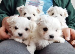 Maltese Terrier Yavrularımız 3