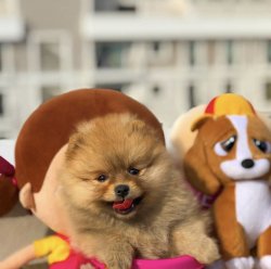 Küt Burun Yapısına Sahip PomeranianBoo Oğlumuz 2