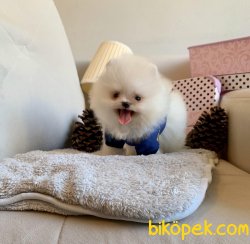 Gülen Surat Boo Pomeranian Yavrular 5