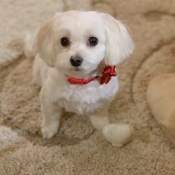 A Kalite Maltese Bebekler 1