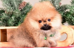 POMERANIAN BOO YAVRULARIMIZ 3