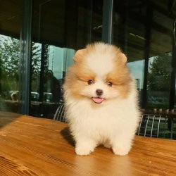 Orji̇nal Pomerani̇an Boo Yavrularımız 1