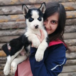 Husky Yavruları Aşılı Karneli 1