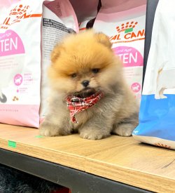 Pomeranian Teddy Face Yavrumuz 1