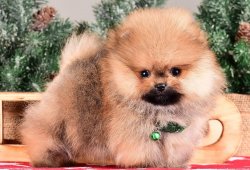POMERANIAN BOO YAVRULARIMIZ 4