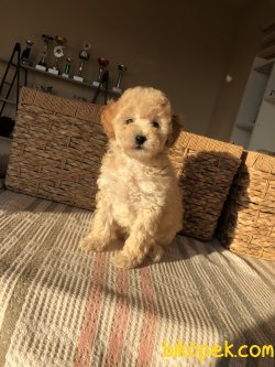 Anne Altından Toy Poodle 1