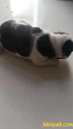 1Dişi  2erkek French Bulldog 4