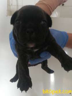1Dişi  2erkek French Bulldog 5