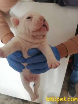 1Dişi  2erkek French Bulldog 1