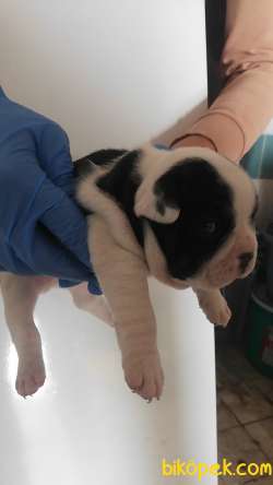 1Dişi  2erkek French Bulldog 3
