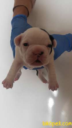 1Dişi  2erkek French Bulldog 2