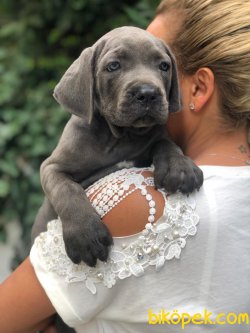 SÜPER KALİTE BLUE CANE CORSA YAVRULARI PETONYA PETSHOP TA 4