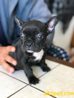 1 Dişi Tiger 1 Erkek Düzsiyah French Bulldog Yavrularımız 2