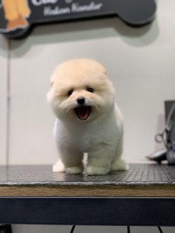 Teddy Face Orjinal Pomeranian Yavrularimiz İcin 1