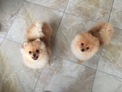 ACİL POMERANİAN BOO DİŞİ YAVRULAR 3