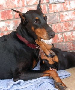 Çiftliğimizden King Doberman Yavrularımız 1