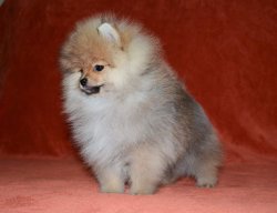 POMERANNIAN BOO YAVRULARIMIZ 2