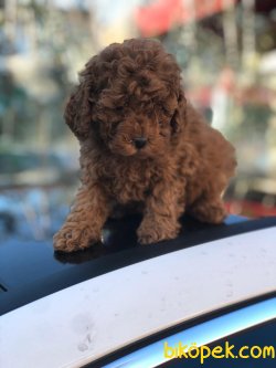 Irk Ve Saglık Garantili Toy Poodle Yavrularımız 3