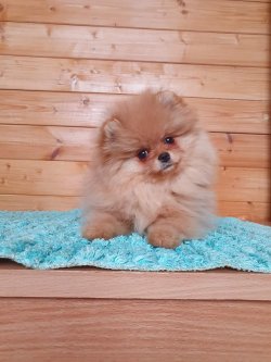3 AYLIK POMERİAN BOO 2