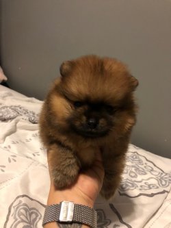 Pomeranian Boo Bebekler 1