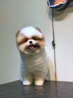 Ayi Surat Teacup Size Pomeranian Yavrularimiz 1