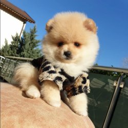Pomeranian Boo Teddy Bear Yavrumuz 2