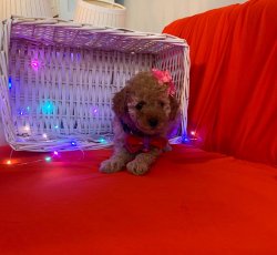 RED BROWN POODLE YAVRULAR 2