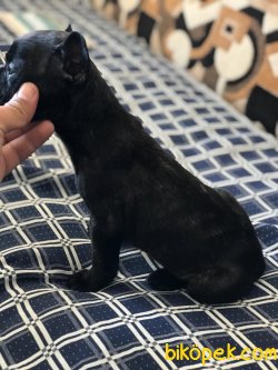 1 Dişi Tiger 1 Erkek Düzsiyah French Bulldog Yavrularımız 5