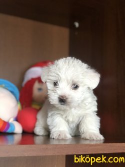Kar Beyazı Maltese Terrierler 1