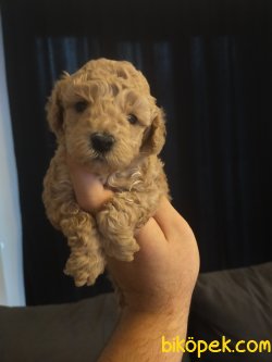 TOY POODLE YAVRULAR 1