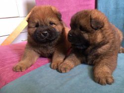 CHOW CHOW YAVRULARI 3