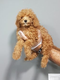 Toy Poodle Yavruları Sizlere Sunulmaktadır 4