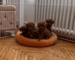 Toy Poodle Red Brown Safkan Aşılı Eğitimli Yavrularımız 2