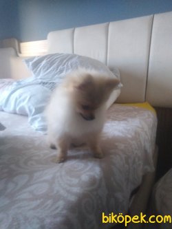 Güzeller Güzeli Gerçek Pomeranian 4