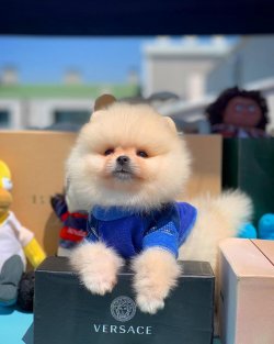Türkiye'nin En Kaliteli Pomeranian Boo Ai̇lesi! 1
