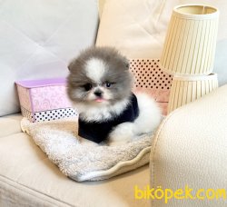 Pomeranian Boo Safkan Beyaz Ve Safkan Erkek Teacup Yavrumuz 5