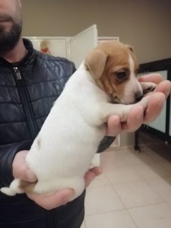 Jack Russell Yavrularımız Irk Garantilidir 3